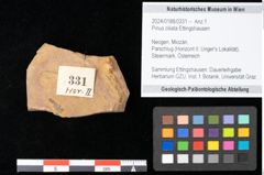 Foto (Objekt + Etikett) von Pinus ciliata Ettingshausen (NHMW-GEO-2024-0188-0331)